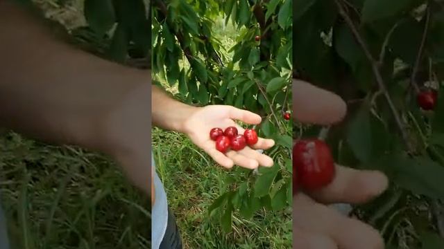Черешня крупноплодная