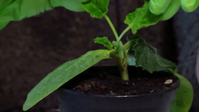 тыква огурец Как привить огурец с тыквой. 2. Огурец. Тыква смотреть онлайн