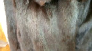 Как отремонтировать старую  #норковую шубу. видео(3)