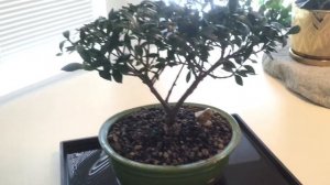 My First Bonsai