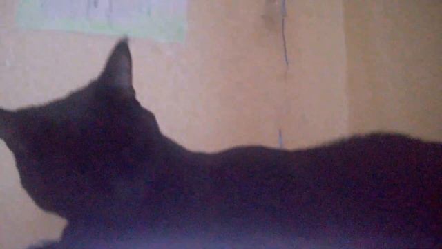 Котик любит СССР SAMSUNG и World of Tanks. смотреть онлайн