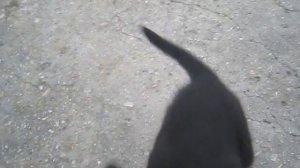 Щенок Немецкой Овчарки 2.5 месяца