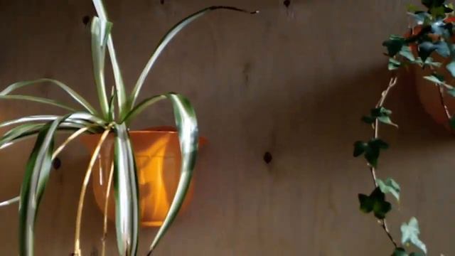 Мороз и солнце Как зимуют розмарины на лоджии смотреть онлайн