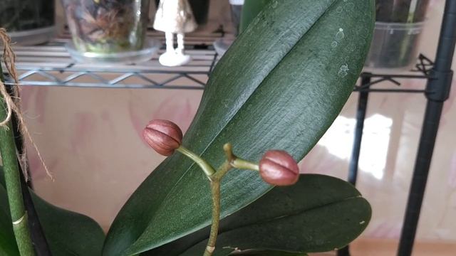 Орхідея фаленопсис Sangria - Іспанський винний коктейль смотреть онлайн