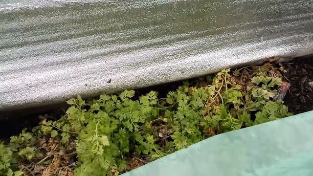 Теплые грядки в теплице. смотреть онлайн