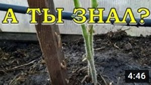 СЛИЗНИ в огороде?! Этот способ 100% поможет???