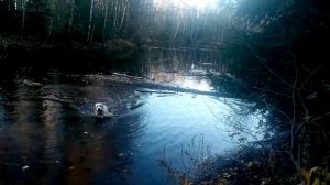 Золотистый ретривер плывёт за уткой