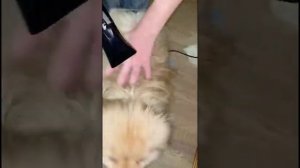 Уход за НЕМЕЦКИМ ШПИЦЕМ