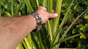 Ирис Болотный Пестролистный (Iris Pseudacorus Variegata )        Iris Marsh Variegated