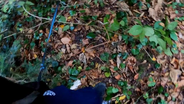 Волки снялись в фильме МСТИТЕЛЬ / За кадром.. как все происходило на самом деле. смотреть онлайн