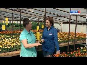 Цветочные культуры. Шубина Людмила Николаевна. Сад Шубиной