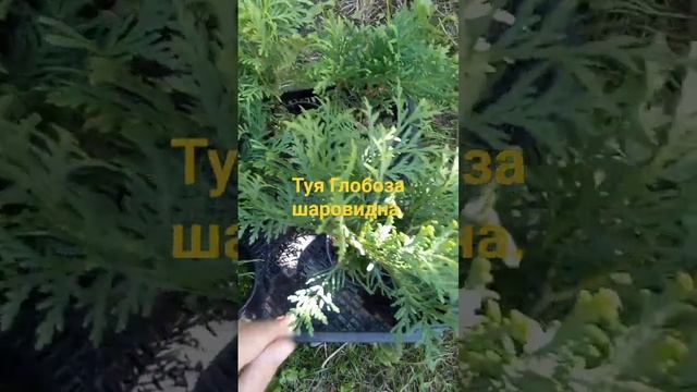 Туя Глобоза.#туя