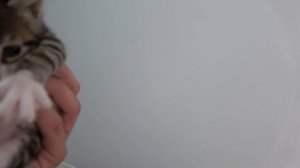 Story of the life struggle of the cat family. They won. Adorable Paws