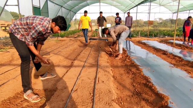 PROTECTED CULTIVATION OF GERBERA🌷🌸