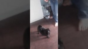 Уход за мопсом