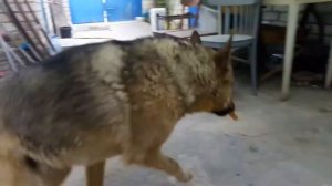 Лакомство косточка для чистки зубов Pedigree Denta Stix