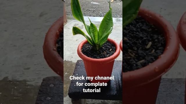 Sansevieria Twister Cutting Propagation