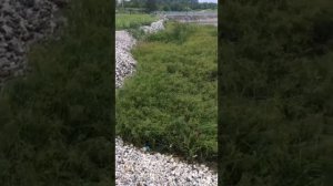 Ирландский сеттер, охота на утку.