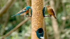 Птички довольны)