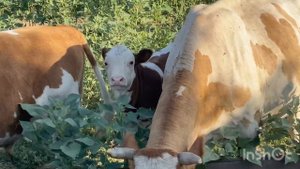 бычки подсосные сементалы