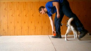 Хаски дрессировка и воспитание: Учим кличку