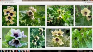 Белена обыкновенная (Belem common)