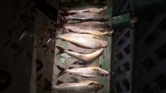 Хариусы — род рыб подсемейства хариусовых семейства лососевых отряда лососеобразных. смотреть онлайн