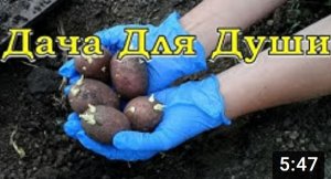 СЕКРЕТЫ выращивания КАРТОФЕЛЯ???