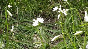 Allium neapolitanum 🌱