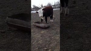 Бычки  Казахский белоголовый породы