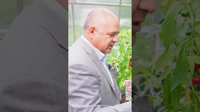 Острые перцы для выращивания в горшке!#перцы #семена #огород #дача #сад смотреть онлайн