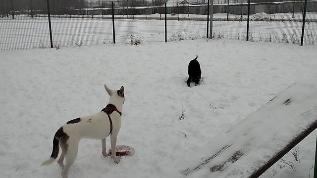 Dog Training Жил Был Кинолог ? Зоопсихолог  ? Моя Жизнь Кино ? Документальный  Фильм ? Музей Псо