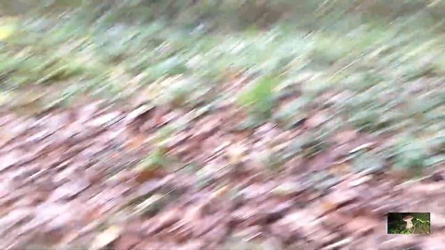 30 жовтня,яка обстановка з грибками на даний час смотреть онлайн