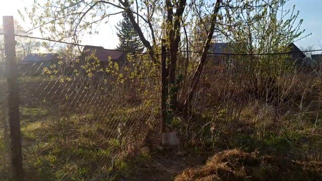 Прививка яблони на дичку весной / Обработка стволов плодовых деревьев