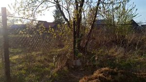 Прививка яблони на дичку весной / Обработка стволов плодовых деревьев