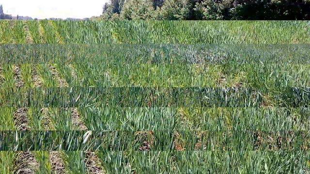 Ячмень 2018 (37 день вегетации) #3 смотреть онлайн