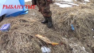 Чудо-Озеро Удомля. Ловим Сазанов(Карп). Весенний Фидер.Рыбалка на фидер. рыбалка. фидерная рыбалка.