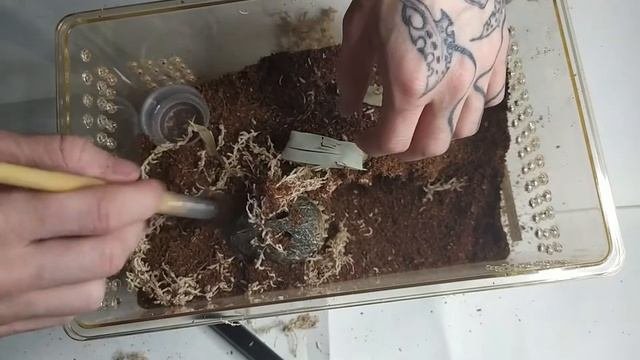 ?Обустройство обитальника для Nhandu Chromatus?