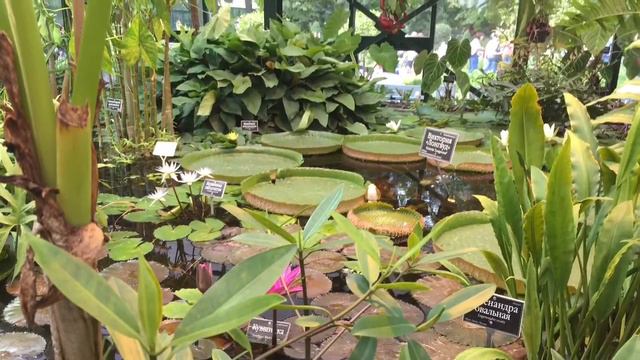 Саксофон и кувшинки | Летний блюз | Микс фото смотреть онлайн