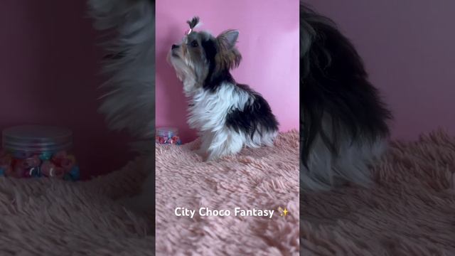 #цветноййорк #biewer #биверйорк #puppy #yorkies #продажа #продажащенков #щенкийорка #dog #щенкийорк