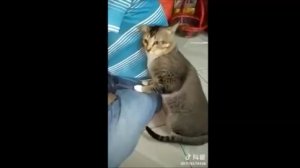 Кошак потерял сознание от запаха хозяина