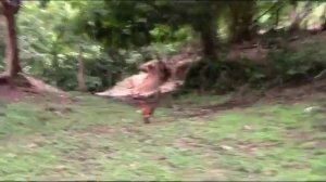 Коста Рика. Быт крестьян в Коста Рике. Настоящая Коста Рика