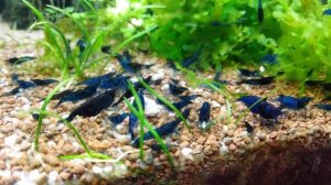 ГУППИ.КРАСНАЯ КОБРА АЛЬБИНОС С КРЕВЕТКАМИ