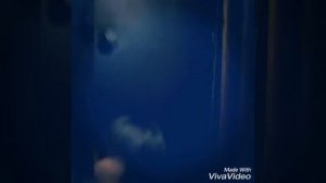 Elvira T такси туда и обратно