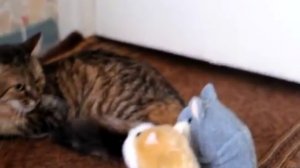 Кошка обалдела от такой наглости говорящего хомяка