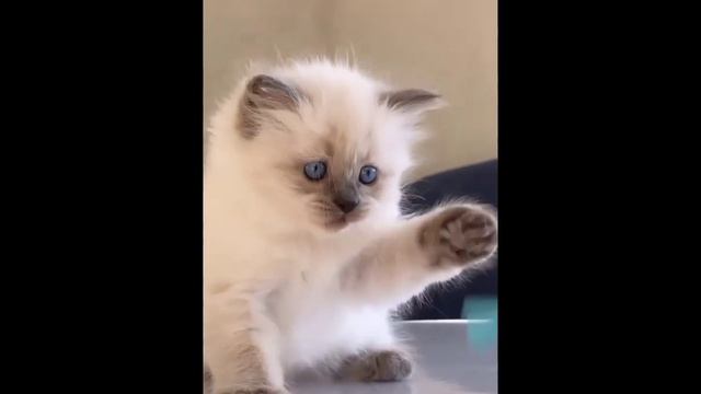 котята поздравляют с 8 марта #невскиемаскарадные #породистыекотята #милыекотята #blue_sea