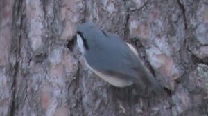 Поползень обыкновенный. Поползень на дереве. Птицы Новосибирска.