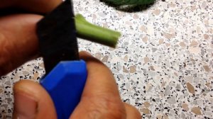 ? #1 Размножение малины черенками в августе и малинная стеблевая галлица.