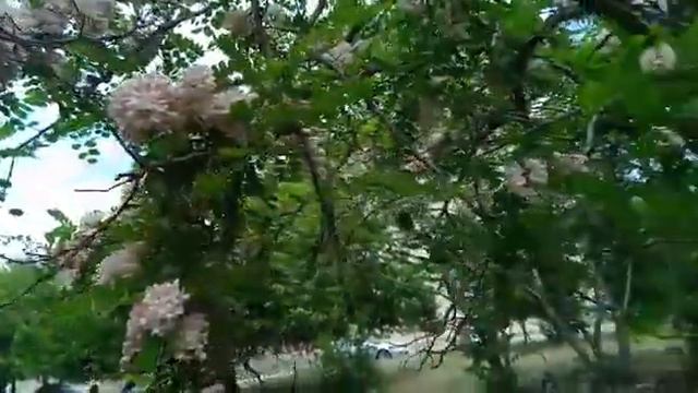 Акация расцвела в Баку смотреть онлайн