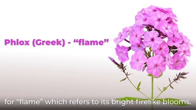 Welcome, generosity, harmony, agreement--Garden Phlox смотреть онлайн